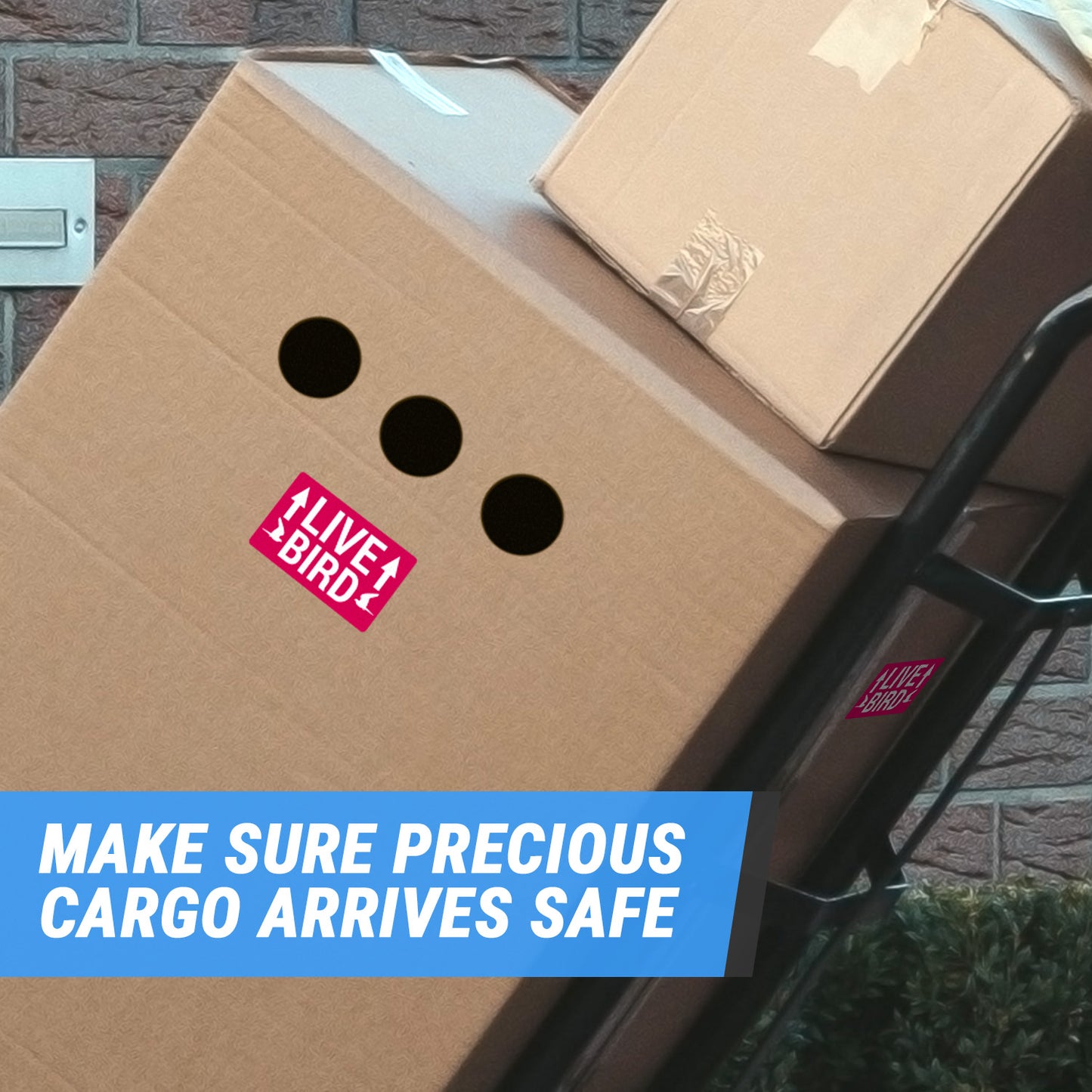 5 x 3 inch | Shipping & Handling: This Side Up, Live Bird Stickers